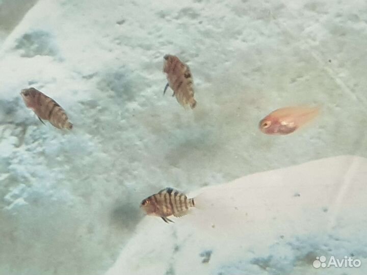 Аквариумные рыбки цихлиды