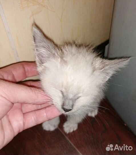 Котёнок отдам