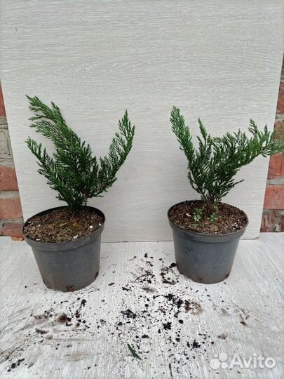 Можжевельник Блю чип