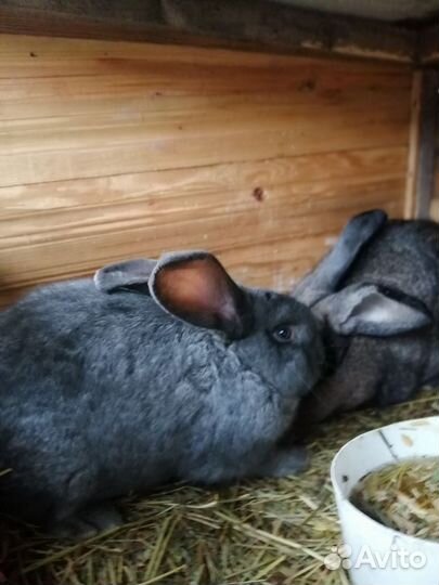 Кролики мясных пород