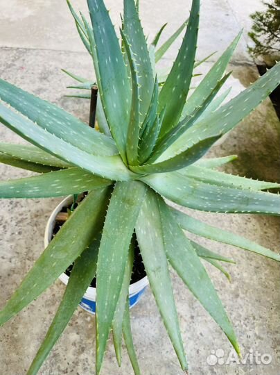 Алоэ Вера Барбаденсис Миллер