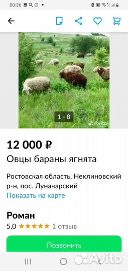 Овцы.бараны