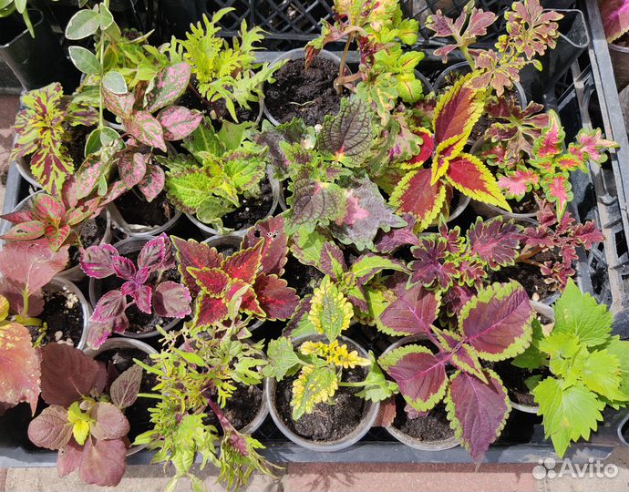 Колеусы вегетативные