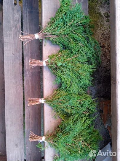 Можжевеловые Венечки - Запарники для бани