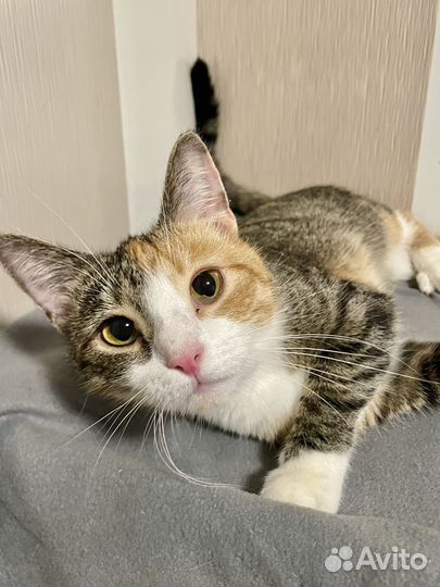 Кошечка Няша