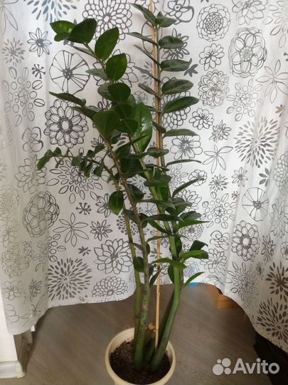 Замиокулькас (долларовое дерево)