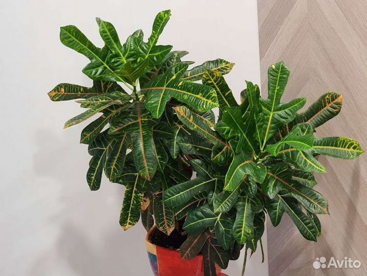 Кодиеум кротон экселент