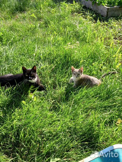 Котята в добрые руки бесплатно