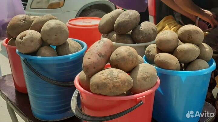 Продам картофель