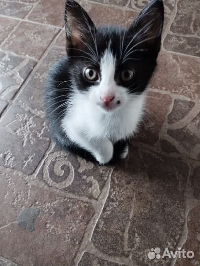 Котята в дар