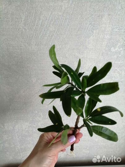 Кротон пестрый