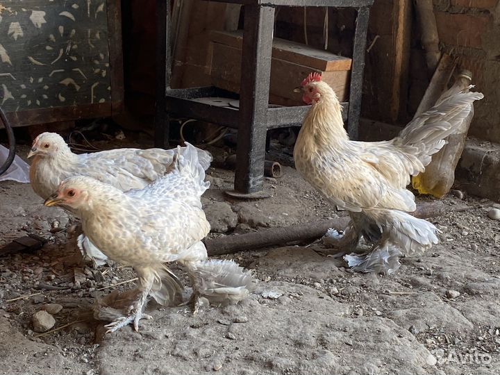 Куры и петушки мильфлер