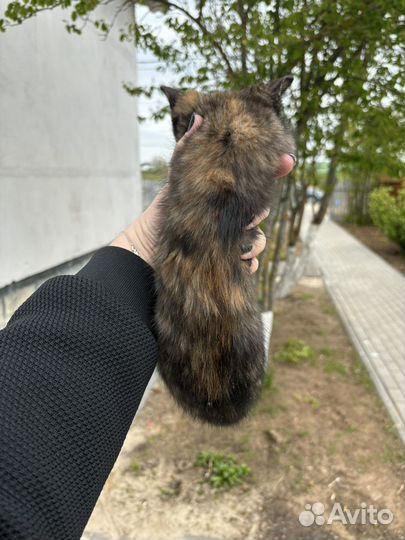 Котенок в ответственные руки