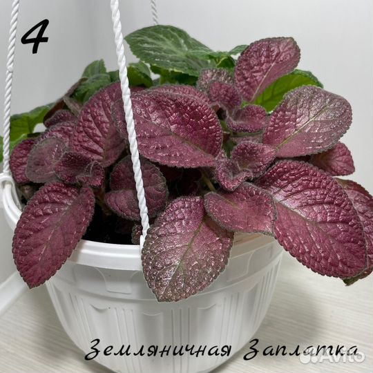 Эписции сортовые часть1