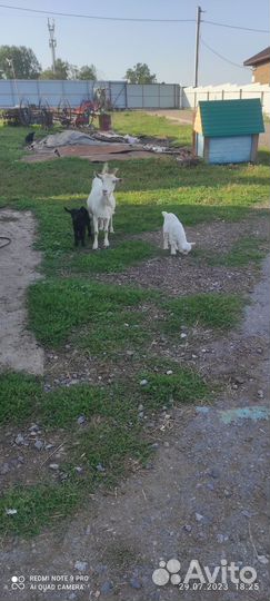 Продам молочную козу