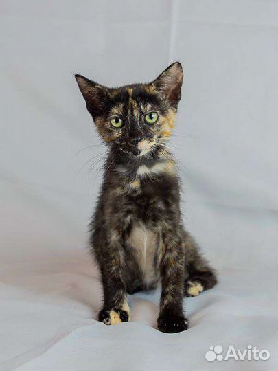 Котята в добрые руки бесплатно