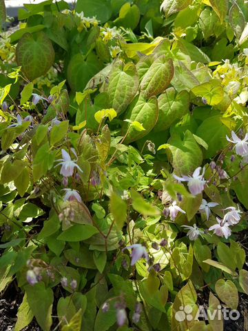 Горянка - цветок эльфов