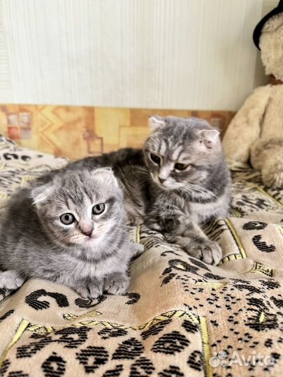 Котята отдам бесплатно