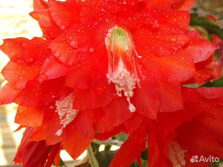 Эпифиллумы, Шлюмбергеры, Рипсалидопсис см. текст