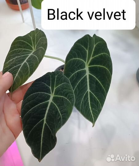 Алоказия шкура дракона, Пинк дракон,сильвер и др