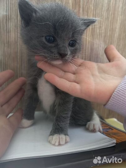 Котята в добрые руки 1 месяц