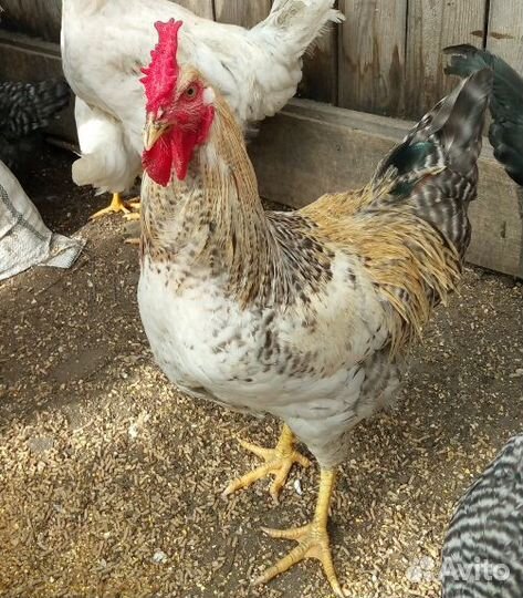 Молодые петухи Алапаевск