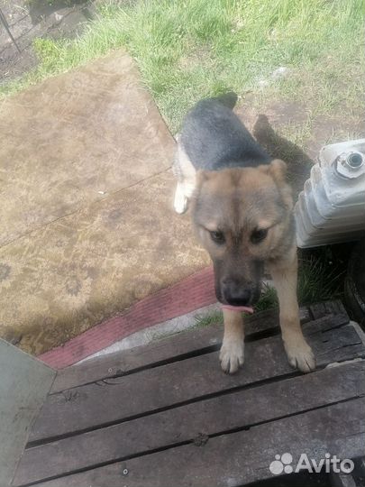 Найдена собака