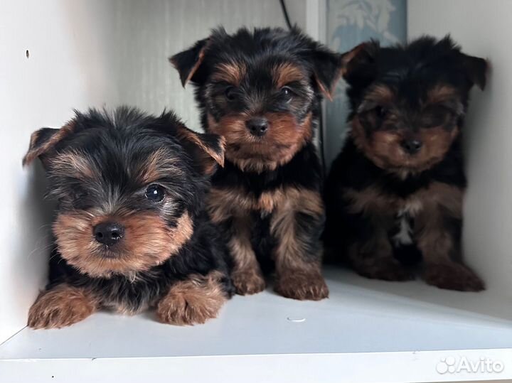 Мини мальчики беби фейс