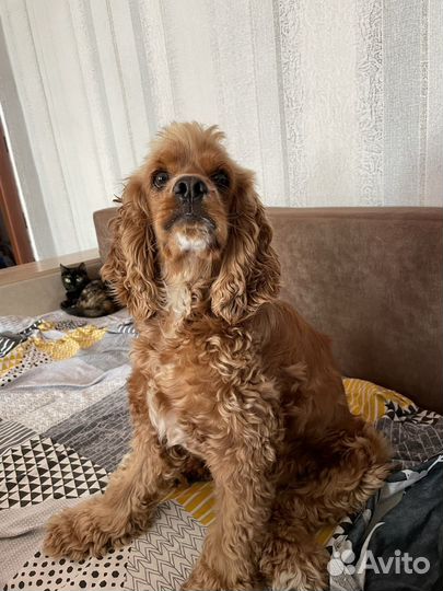 Кокер спаниель