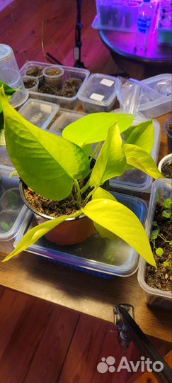 Сциндапсус