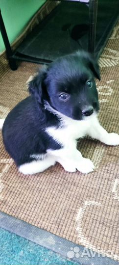 Маленькие собачки щенята