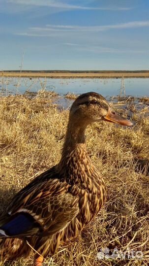 Утки подсадные для охоты