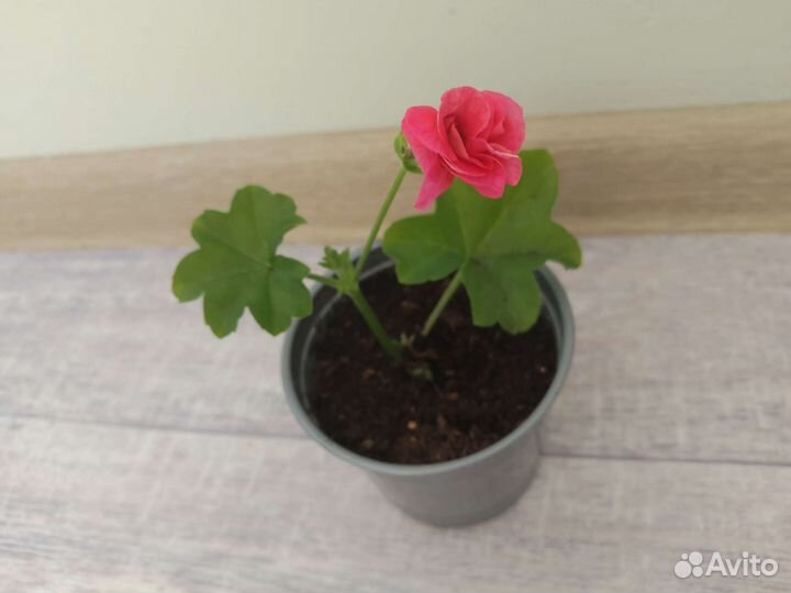 Пеларгония герань розовая