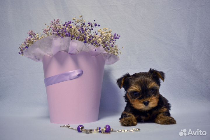 Йоркширский терьер