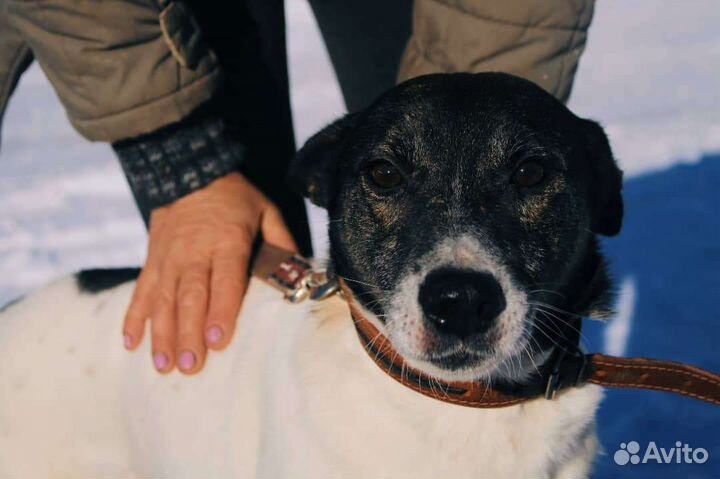 Собаки бесплатно