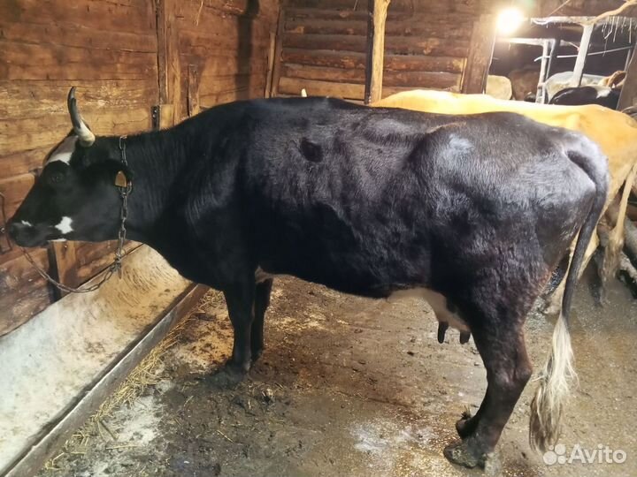 Корова на мясо