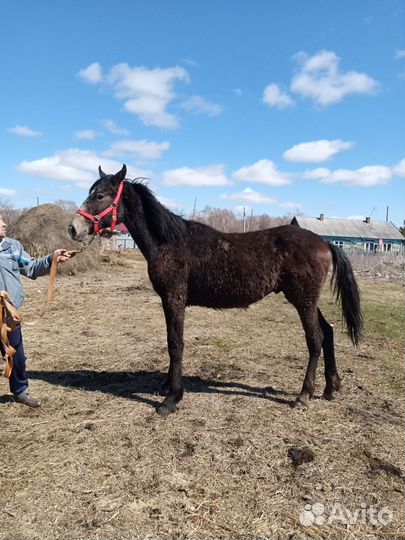 Лошади жеребята