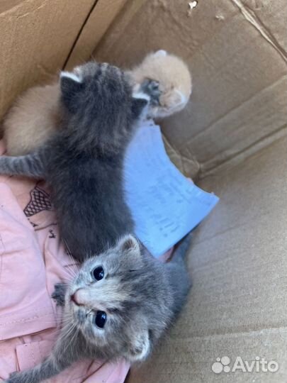 Котята в добрые руки