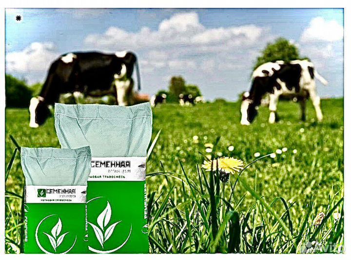 Семена кормовых травосмесей