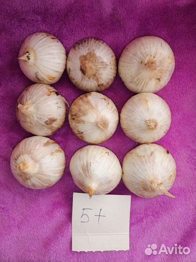 Чеснок Рокамболь (гигантский чеснок)