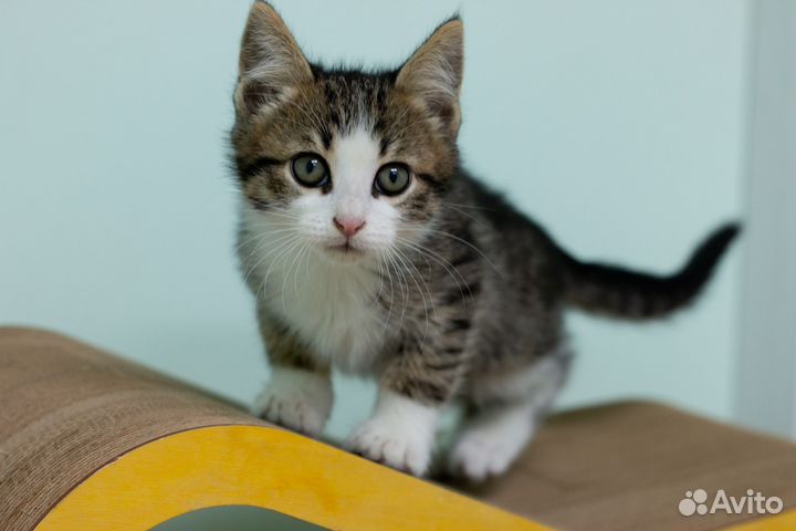 Котенок 3 месяца