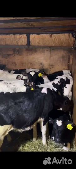 Телята бычки