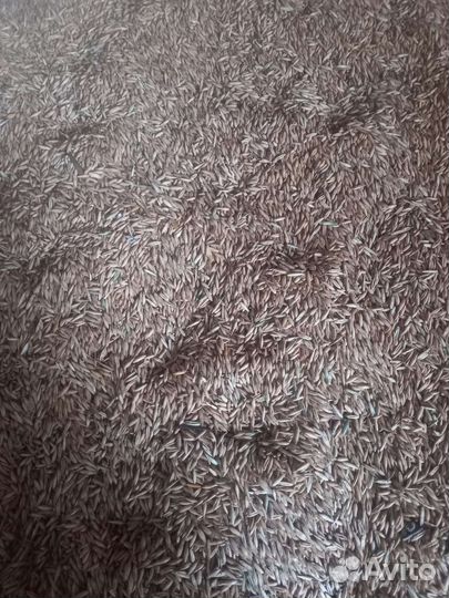 Зерно овес, пшеница, ячмень