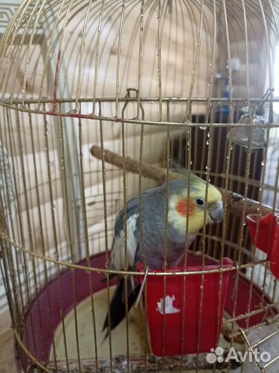 Попугай корелла мальчик