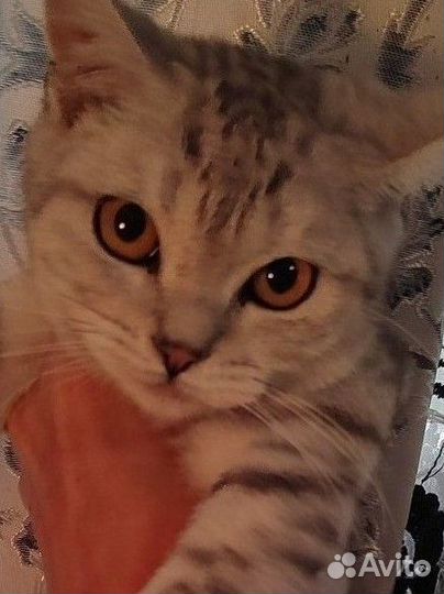 Британские подростки