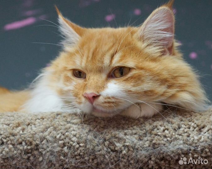 Котик 1 год