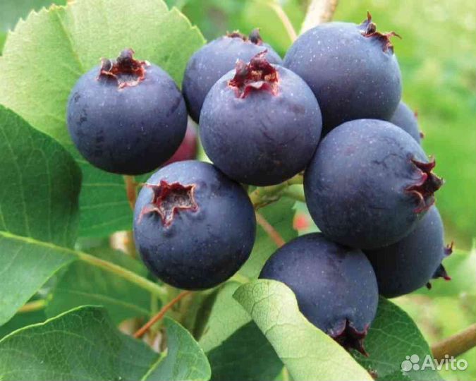 Ирга ранний сорт