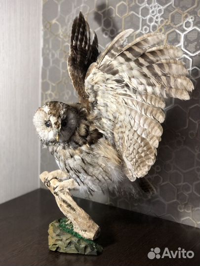 Таксидермия,чучела