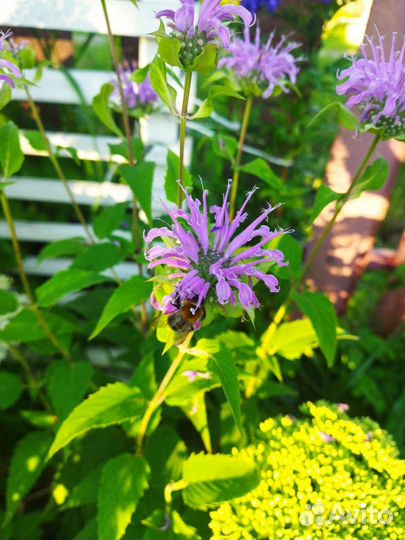 Перовския, лаванда, шалфей, котовник