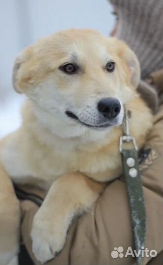 Добрая собака